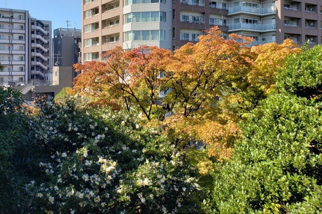 鳩山会館の紅葉