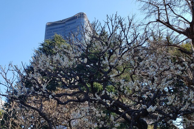 日比谷公園の梅(梅林)｜東京ミッドタウンを背景に咲く可憐な梅の花