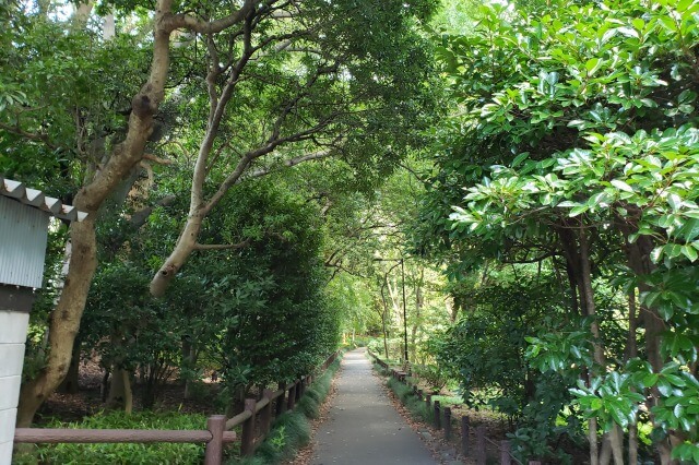 北の丸公園の散歩道