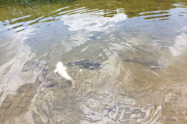 北の丸公園の池