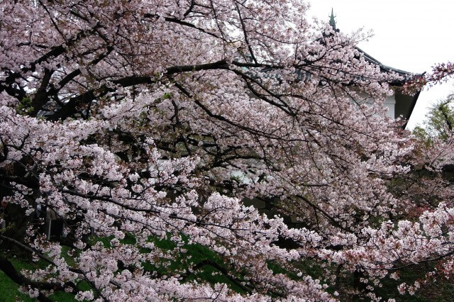 北の丸公園の桜