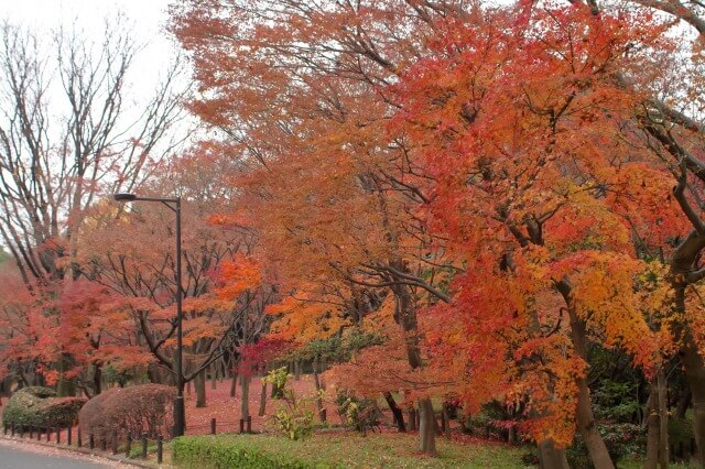 北の丸公園のもみじ