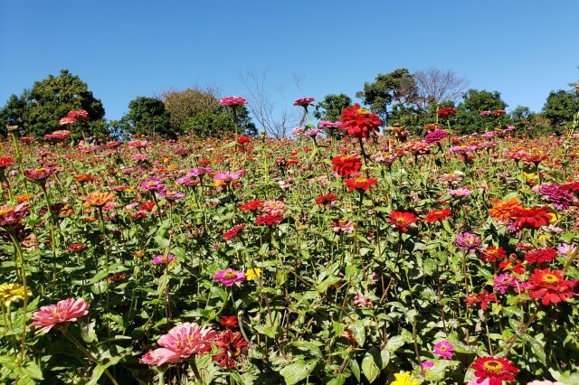 昭和記念公園の見どころと楽しみ方