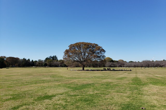 昭和記念公園のみんなの原っぱ｜東京ドーム2つ分の広大な原っぱです