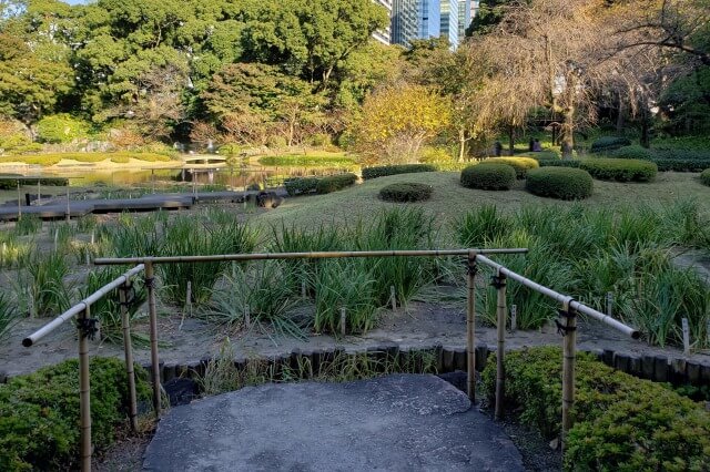 皇居東御苑の見どころ｜二の丸庭園の菖蒲田