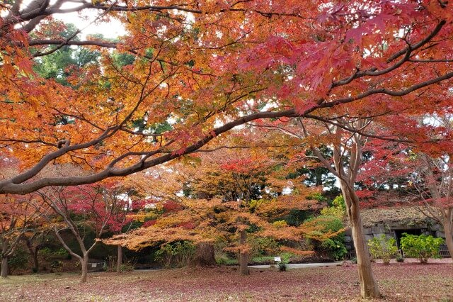 皇居東御苑の見どころ｜もみじ（紅葉）