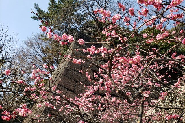 皇居東御苑の見どころ｜梅