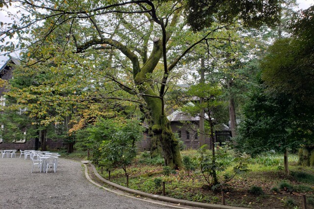 旧古河庭園の歴史