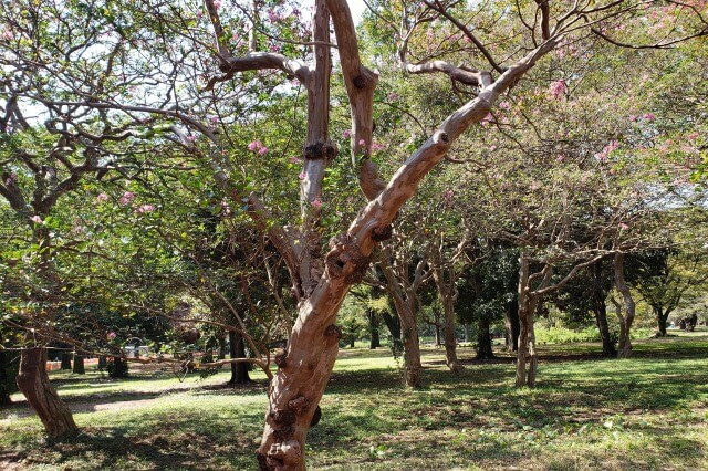 代々木公園の見どころ