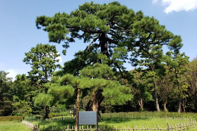 代々木公園の閲兵式の松