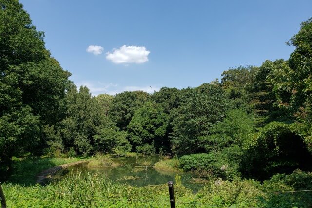 代々木公園のバードサンクチュアリ