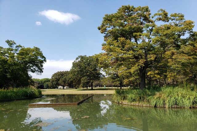 代々木公園の噴水池