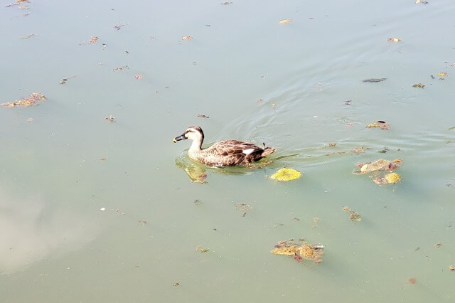 代々木公園の噴水池