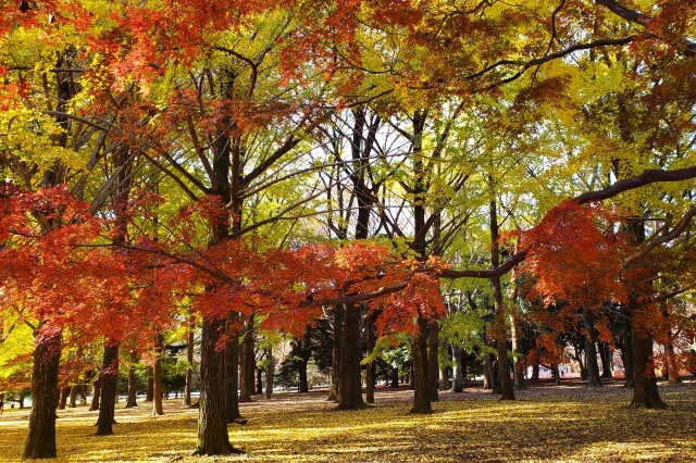 代々木公園の紅葉｜真っ黄色のイチョウと真っ赤なもみじが綺麗です