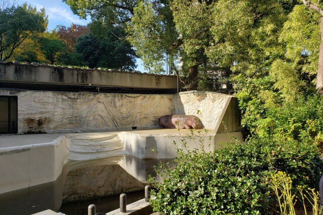 上野動物園のカバ