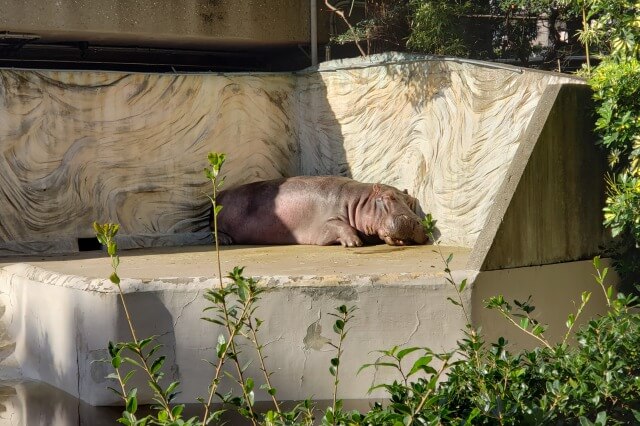 上野動物園のカバ｜ジローとユイがいます