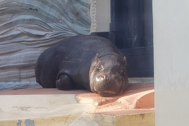 上野動物園のコビトカバ｜ナツメとモミジがいます