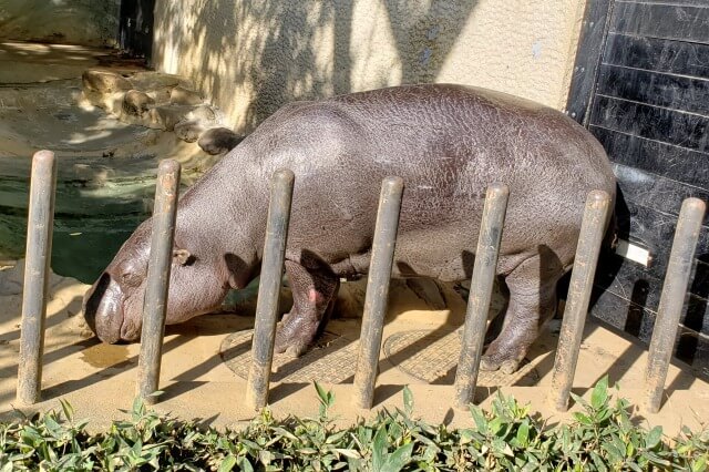 上野動物園のコビトカバ｜ナツメとモミジがいます