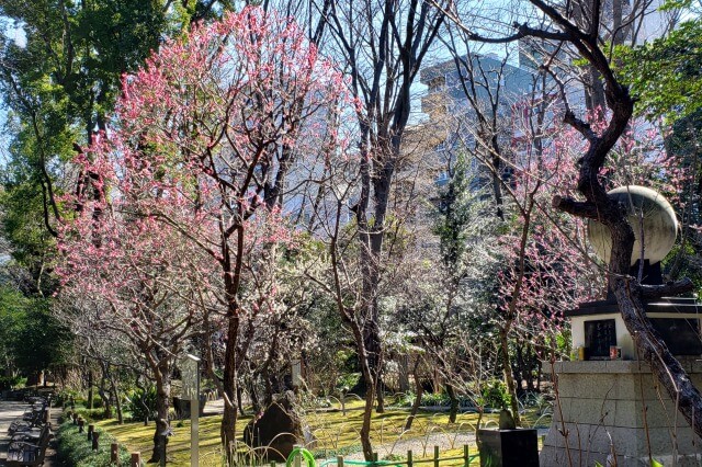 靖国神社(東京)の梅｜本殿の裏には小さな梅林があります