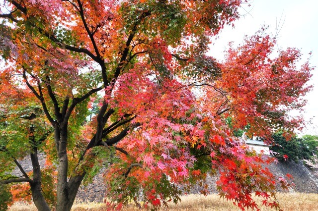 蓮池濠