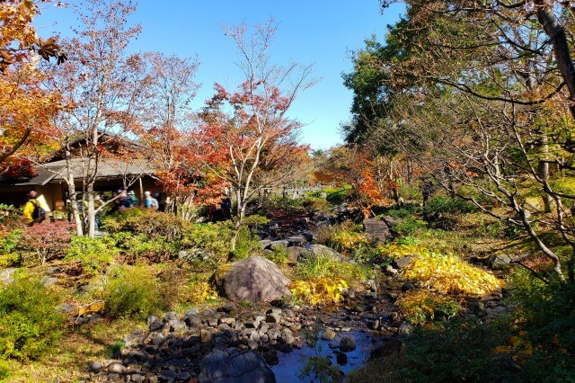 昭和記念公園の日本庭園の西の流れ