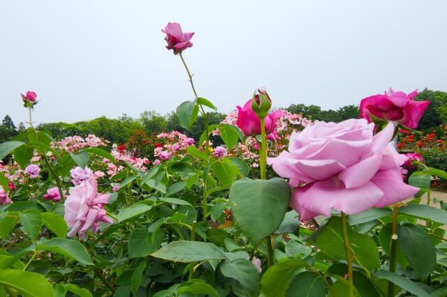 神代植物公園のバラ園