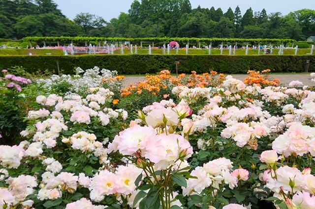 神代植物公園のバラ園