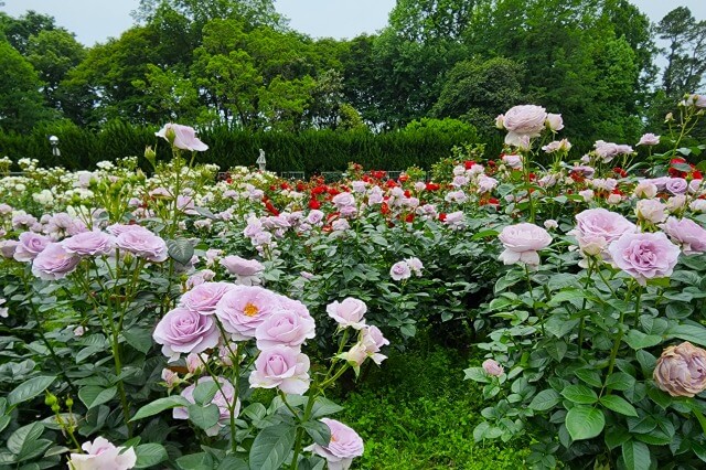 神代植物公園のバラ園