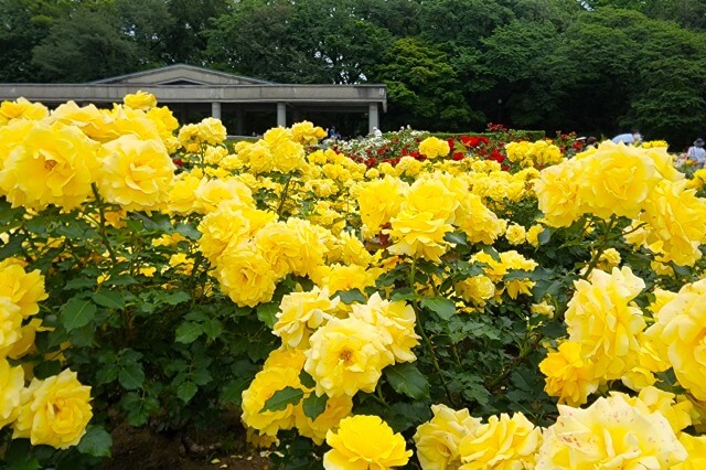 神代植物公園のバラ園