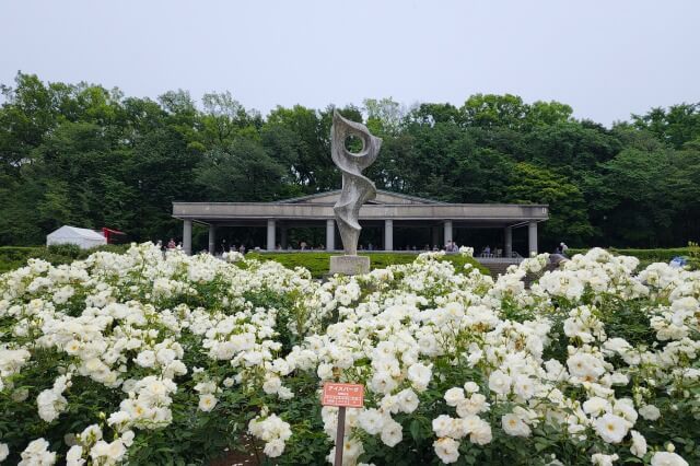 神代植物公園のバラ園