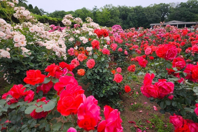 神代植物公園のバラ園