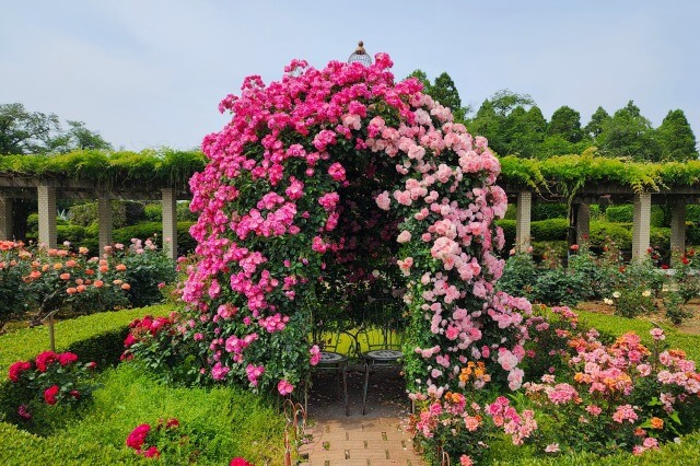 神代植物公園のバラ園