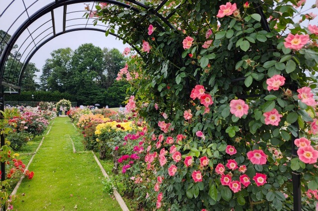 神代植物公園のバラ園