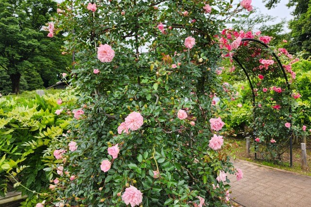 神代植物公園の国際ばらコンクール花壇