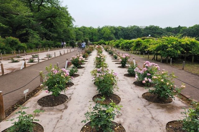 神代植物公園の国際ばらコンクール花壇