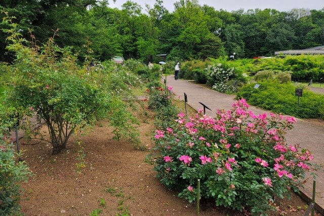 神代植物公園の野生種・オールドローズ園