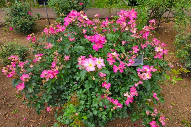 神代植物公園の野生種・オールドローズ園