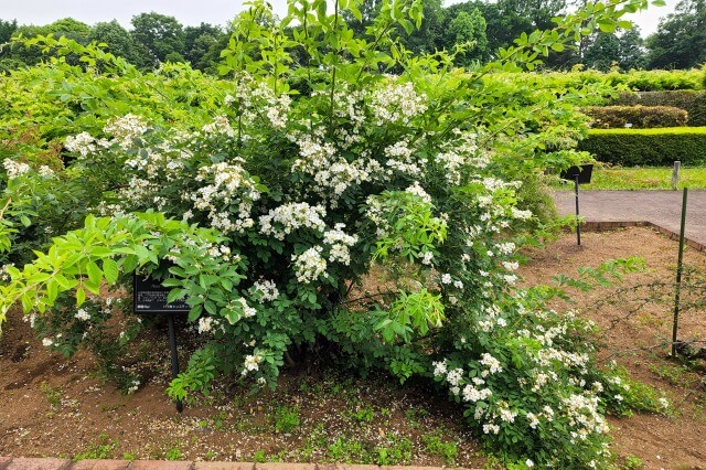 神代植物公園の野生種・オールドローズ園