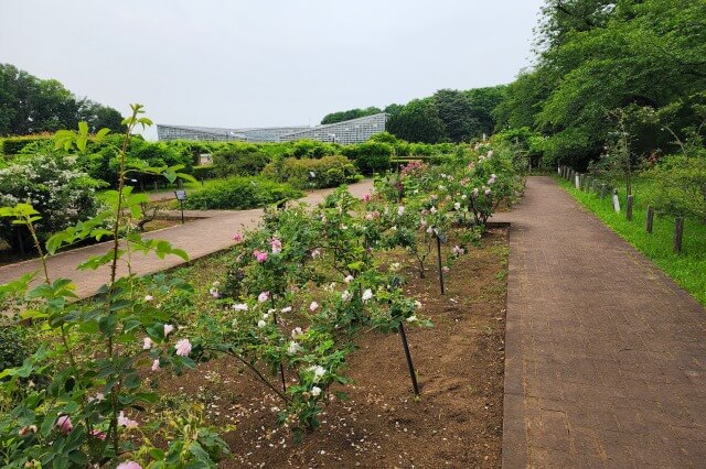 神代植物公園の野生種・オールドローズ園