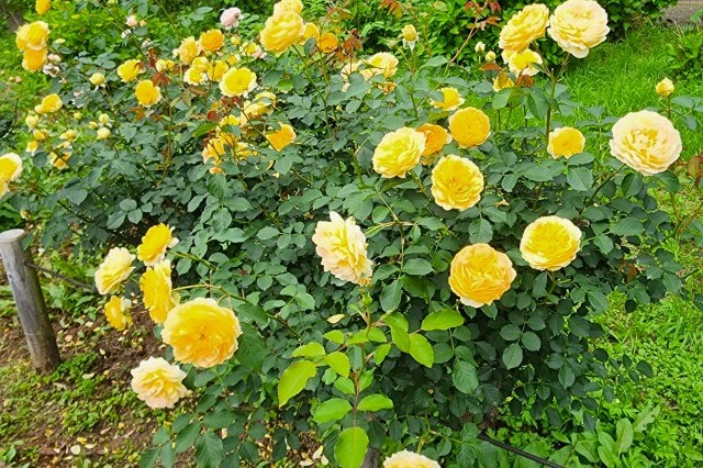 神代植物公園の野生種・オールドローズ園