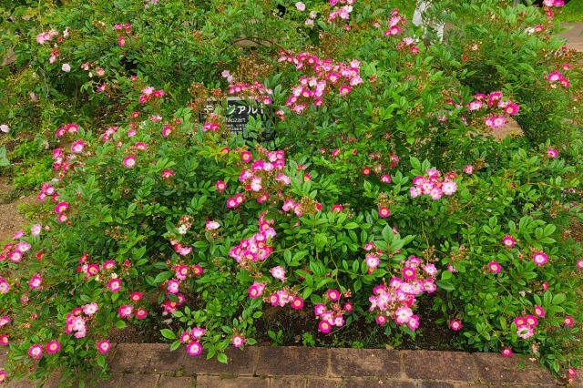 神代植物公園の野生種・オールドローズ園