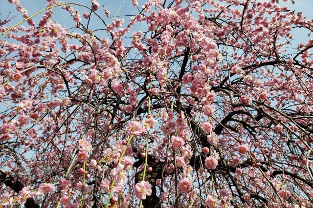 亀戸天神の梅の見頃や開花状況