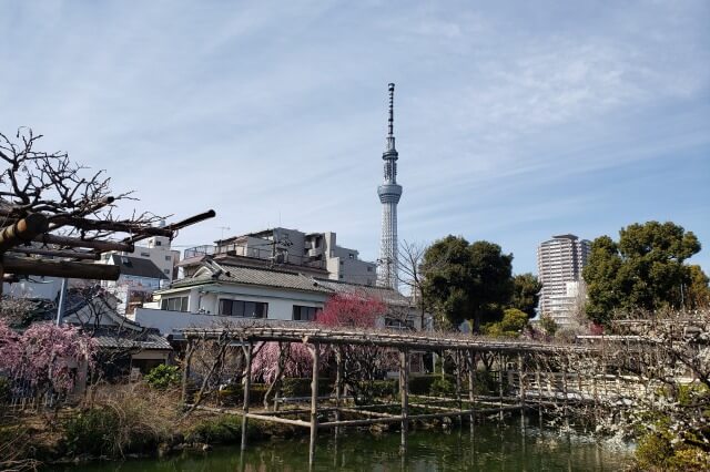 亀戸天神の梅まつりの様子｜太鼓橋（男橋）周辺の梅