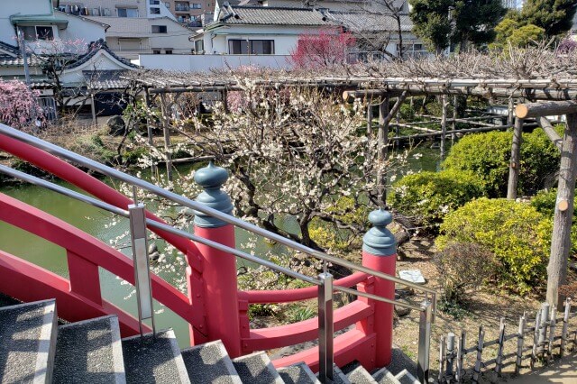 亀戸天神の梅まつりの様子｜太鼓橋（男橋）周辺の梅