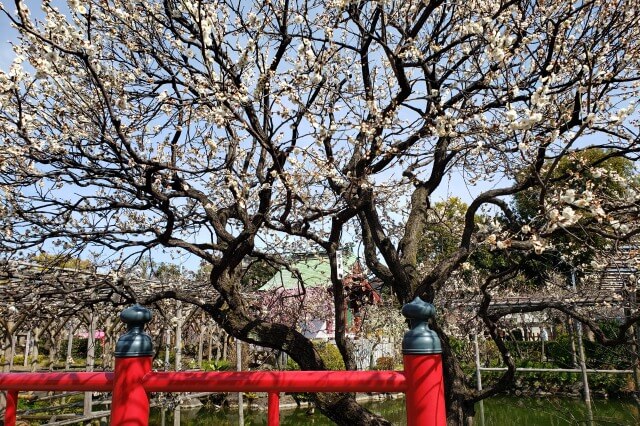 亀戸天神の梅まつりの様子｜平橋周辺の梅