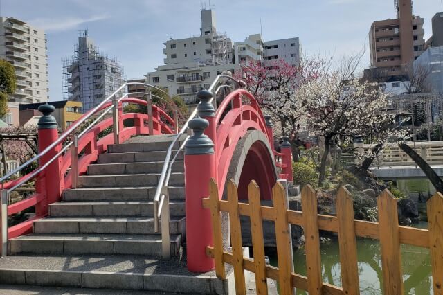 亀戸天神の梅まつりの様子｜太鼓橋（女橋）周辺の梅