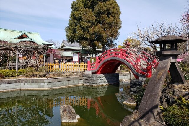 亀戸天神の梅まつりの様子｜太鼓橋（女橋）周辺の梅