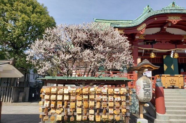 亀戸天神の梅まつりの様子｜本殿周辺の梅