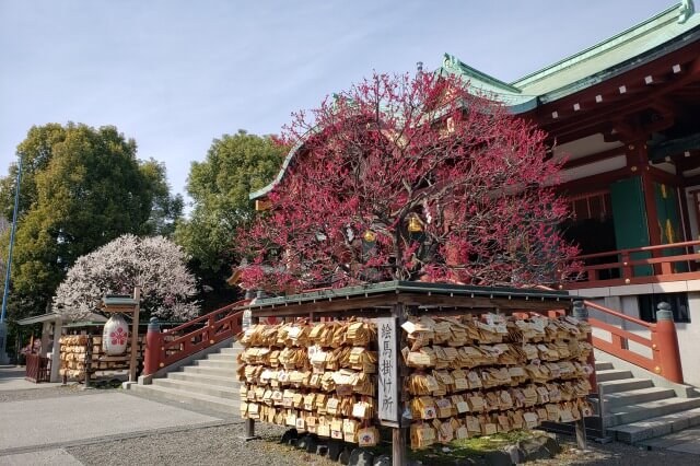 亀戸天神の梅まつりの様子｜本殿周辺の梅