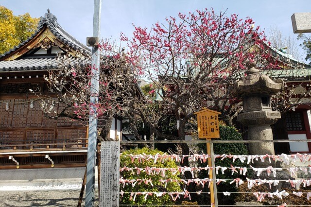 亀戸天神の梅まつりの様子｜御嶽神社周辺の梅